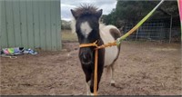 (VIC) PANDA - SHETLAND FILLY