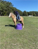 (VIC) WILL - WELSH MOUNTAIN PONY GELDING
