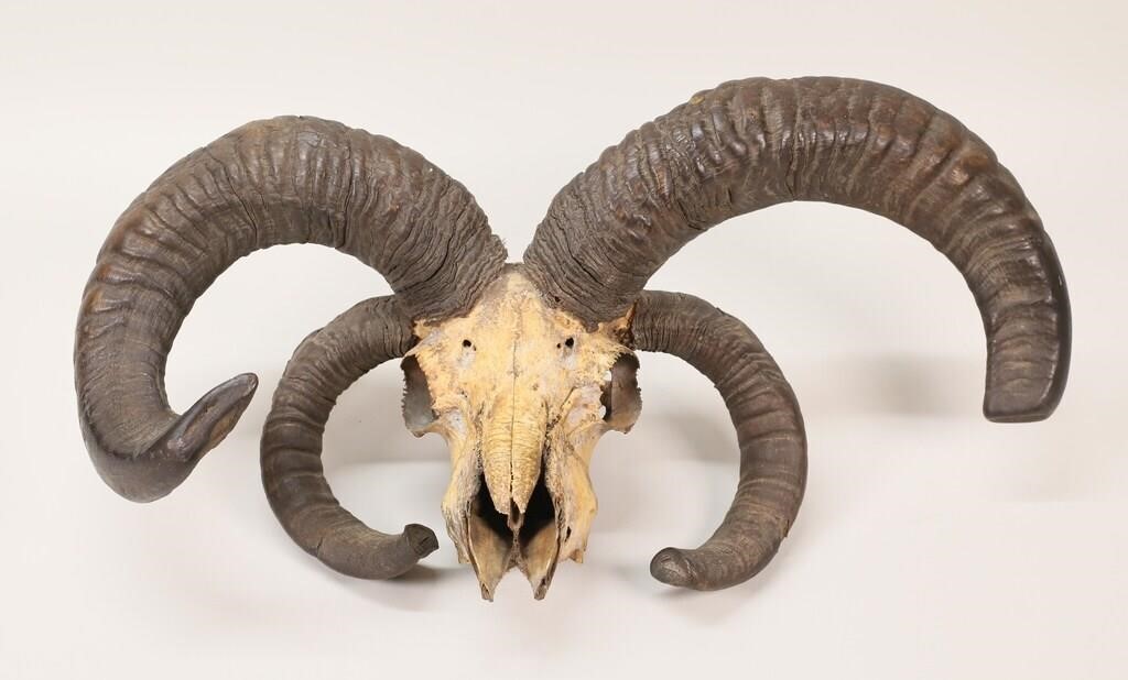 Jacob Sheep Skull Vintage Taxidermy