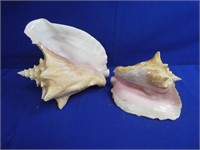 (2) Conch Shells