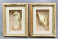 Seahorse & Sea Shell in Shadow Box Frames