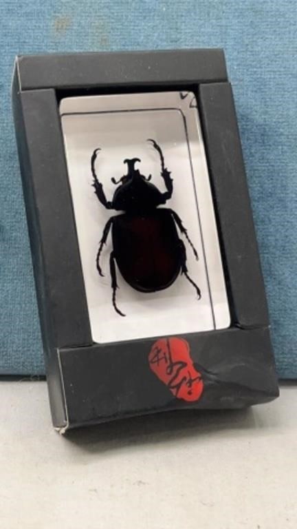 Beetle Mounted in 1" x 3" Lucite Cube