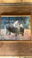22" x 18” moose photo