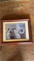 Framed ram photo