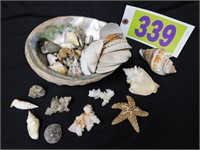 Starfish, coral and sea shells