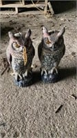 Pair of Hoot Owls