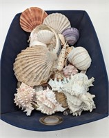 Collection of Shells #1