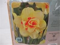 45-Pk Tasc Tahiti Narcissus Double Bulbs