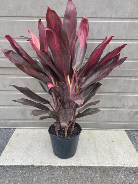 3G Cordyline