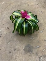 Tricolor Bromeliad