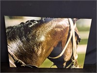 Horse Photograph on Canvas