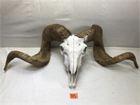 Curly-Horned Ram Skull