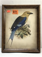 ART:  Lithograph, Bluebellied Roller