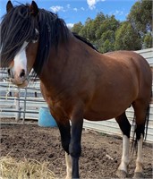 (VIC) WELSH GELDING