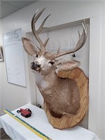 5 point mule deer shoulder mount