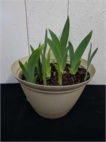 12x7.75-in pot with irises