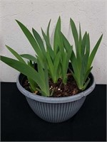 11.5 x 7-in pot with irises