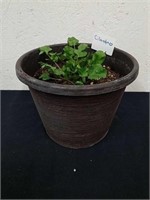 8.5 x 6.5 in pot with cilantro
