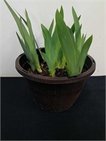10.5 x 7 inch pot with irises