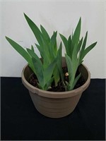 10x7-in pot with irises