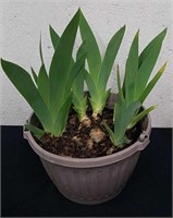 10x6.5-in pot with irises