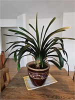 Healthy Blooming Palm Plant