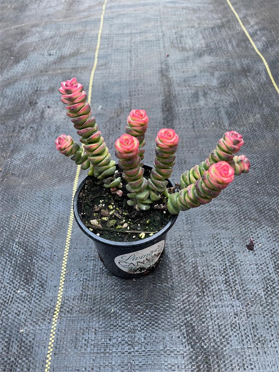 RARE Baby's Necklace Succulent