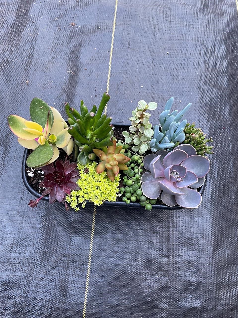 BEAUTIFUL 10 Succulent COMBO Pot!