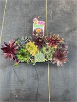 HENS AND CHICKS COMBO POT!!