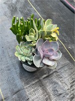 Awesome Succulent Combo!