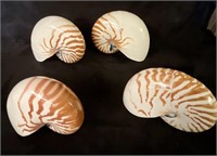 4 Nautilus Shells, chambered natural in great