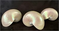 3 Pearled Nautilus Shells