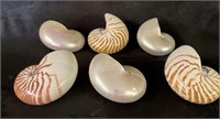 6 Chambered Nautilus Shells Pearled and Natural