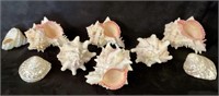 6 Ramona Murex Shells with 3 pearled Wavy Top