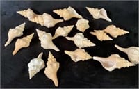 Group of Florida Horse Conchs (Florida’s State