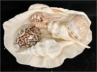 Clam shell filled with decorative shells, large