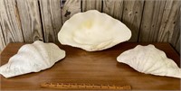 Large Clam Shells 9-13 inches long