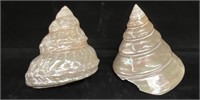 Pearlized big trochus shells