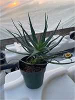 Large Aloe Vera Plant with small spikes