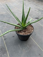 Aloe Vera Plant in Whiskey Barrel