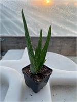 Individual Aloe Vera Succulent