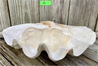 Huge Fossilized Clam Shell very heavy