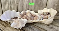 Large Clam Shells with premium African Turbos,