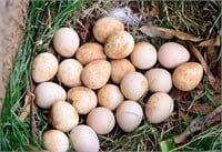 1 Dozen Fresh Guinea Fowl Hatching Eggs