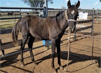 (VIC) BOY - ARABIAN COLT