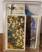 36 Wild Flowers Tea Cards