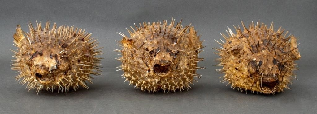 Preserved Dried Puffer Fish Specimens, 3