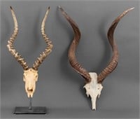 Replica Antelope and Kudu Hunting Trophies, 2