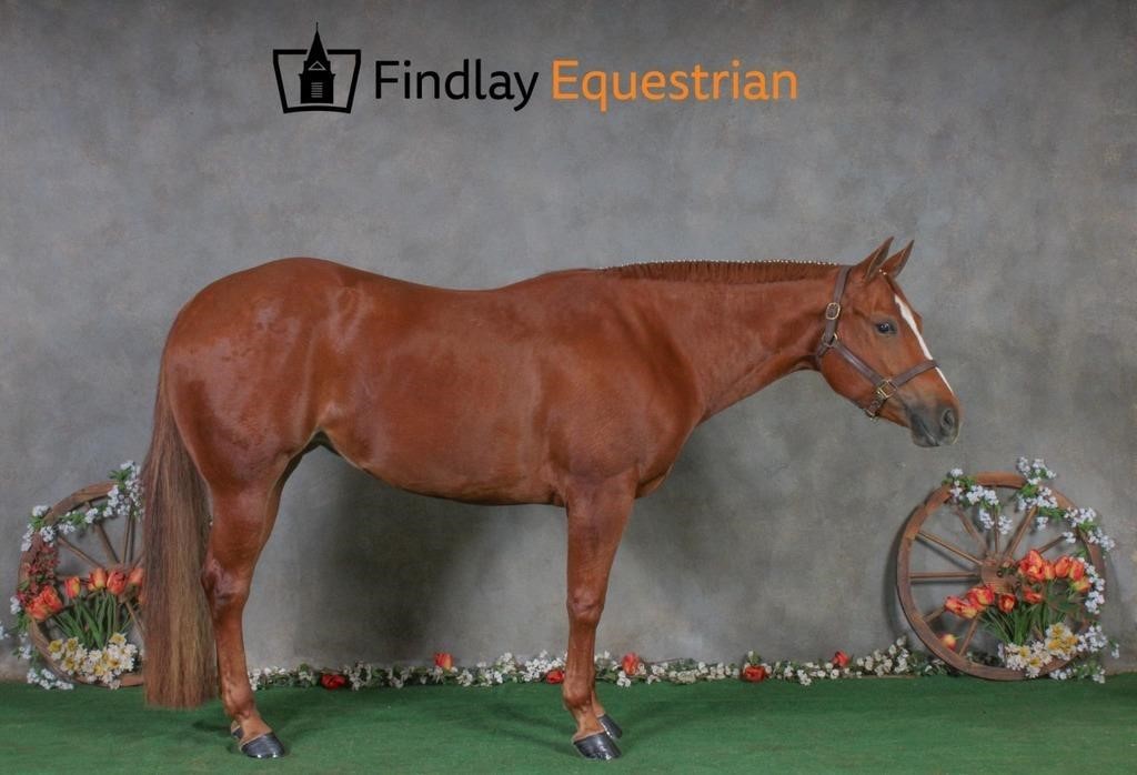 University of Findlay's 2024 Spring Horse Auction