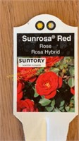 1 gallon Sunrosa Red Rose